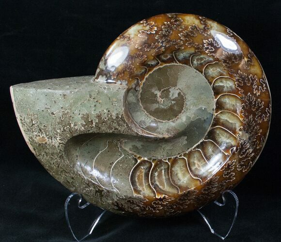 Wide Polished Ammonite Dish #12470